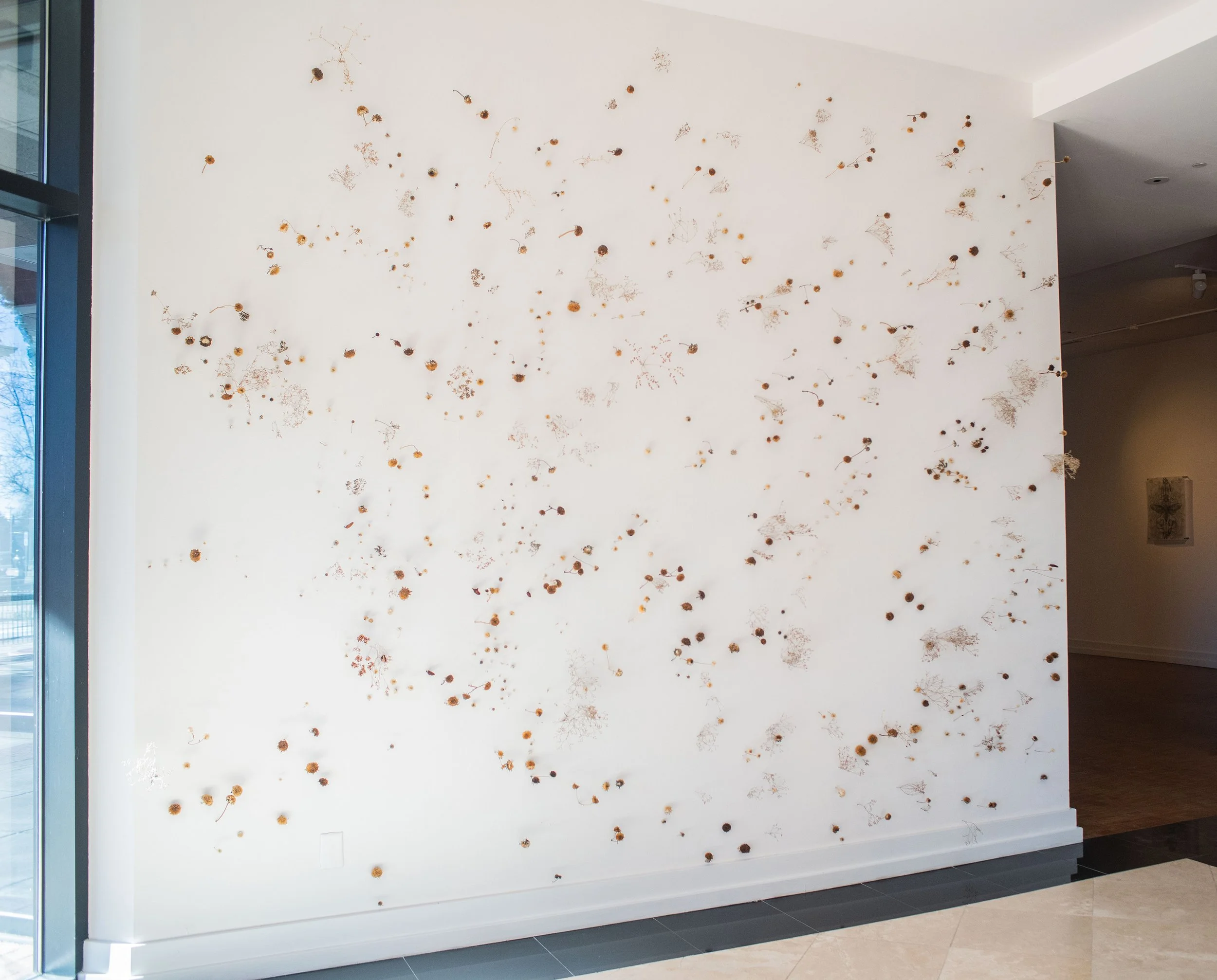 Danielle Rae Miller-The Miracle of Oneness installation view-2020-dried seed pods placed into gallery walls based on a map of the night sky-dimensions variable.jpg