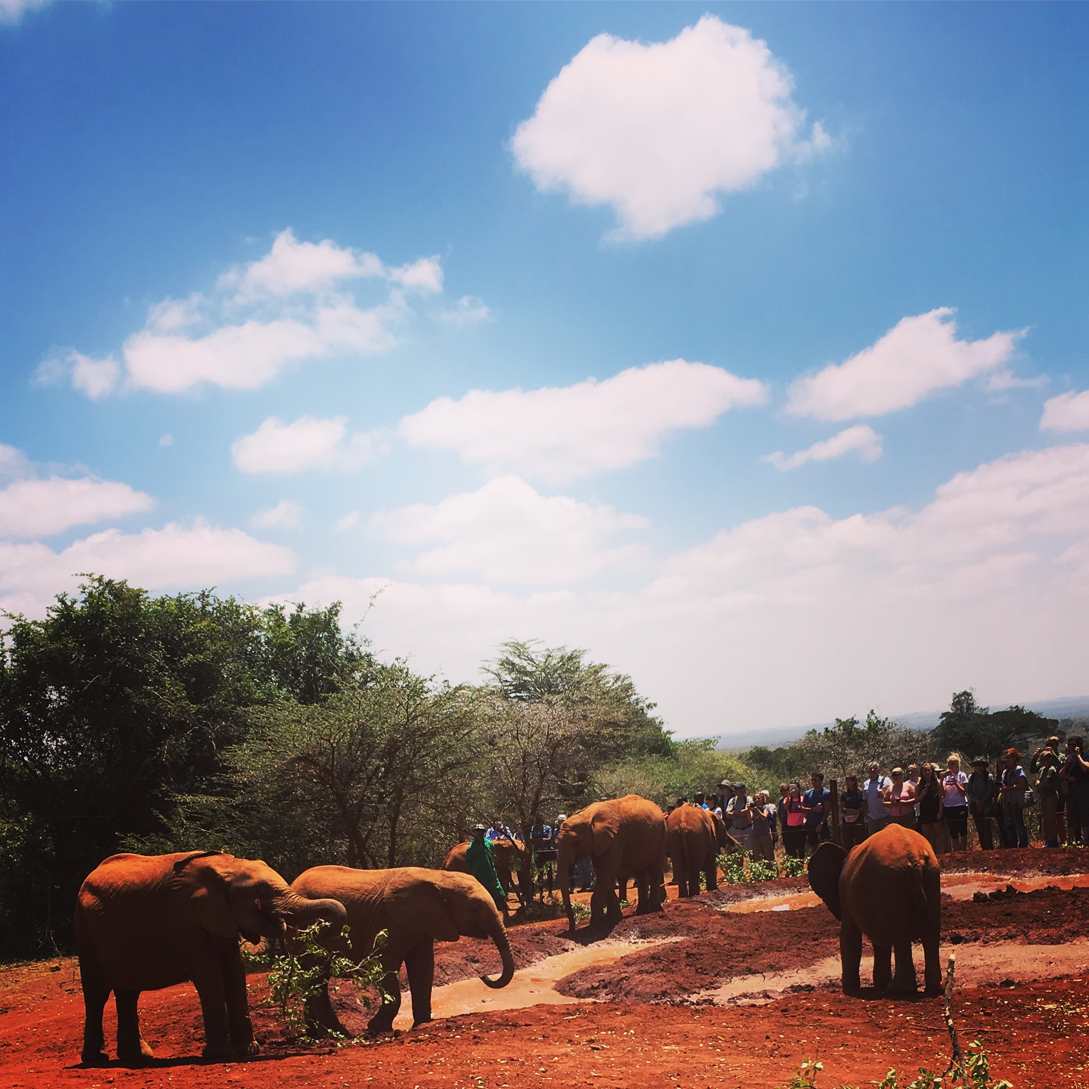 Elephant orphanage.JPG