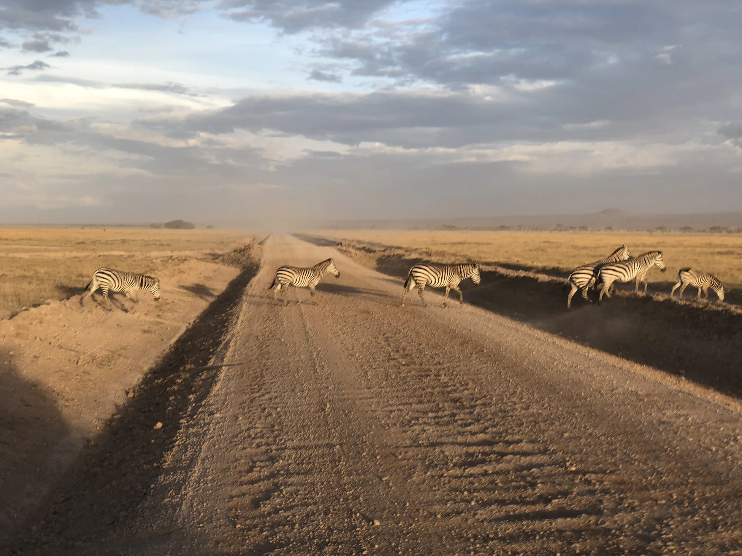 zebra crossing.jpg