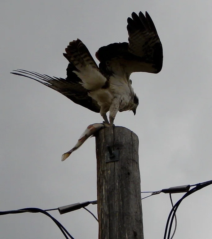 DSC03407.jpg