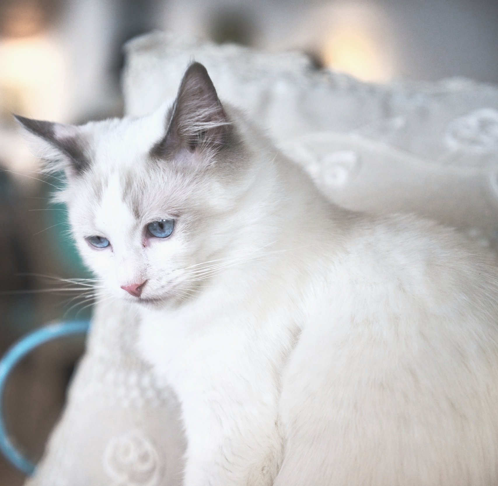 second-conditional-english-tutor-unreal-present-situation-white-cat