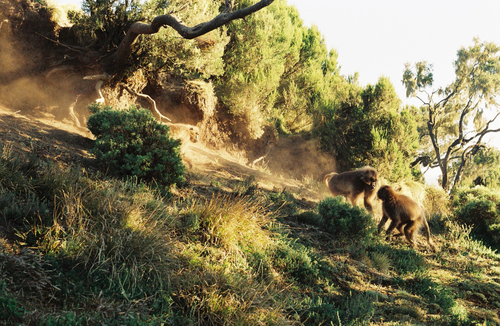 A family group of Gelada Baboons tustle with eachother as the sun rises in the Simien Mountains.