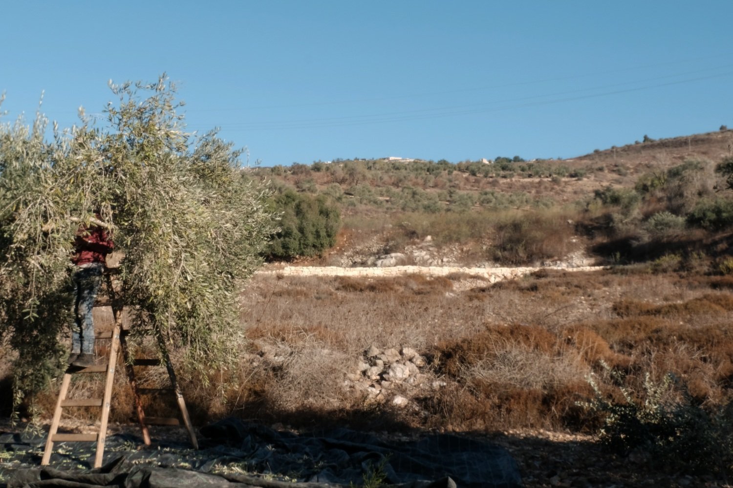  The Israeli settlement of Yitzhar can be seen from Mr. Abdalhade's olive grove. Seperating the land is highway 60. 