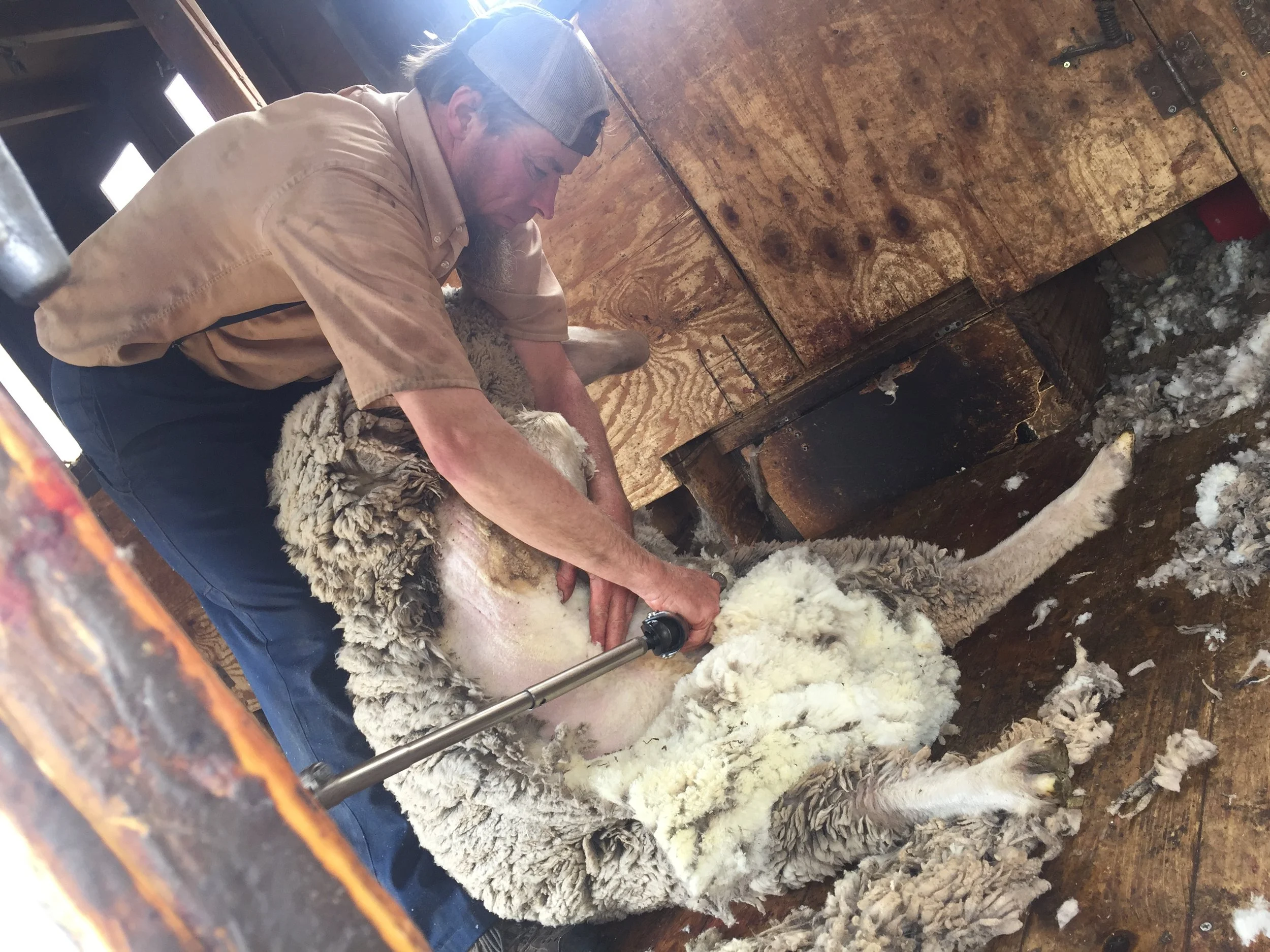 Harvest Moon Back to Nature sheep shearing and wool processing
