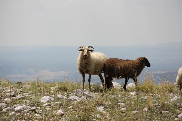 The Year of the Sheep
