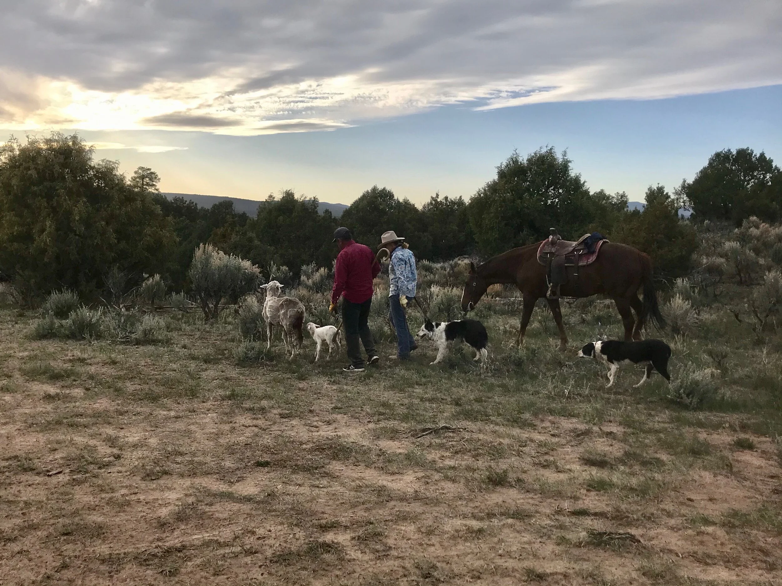 Lambing Season