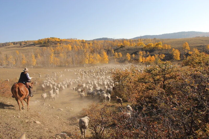 The Fall Sheep Drive