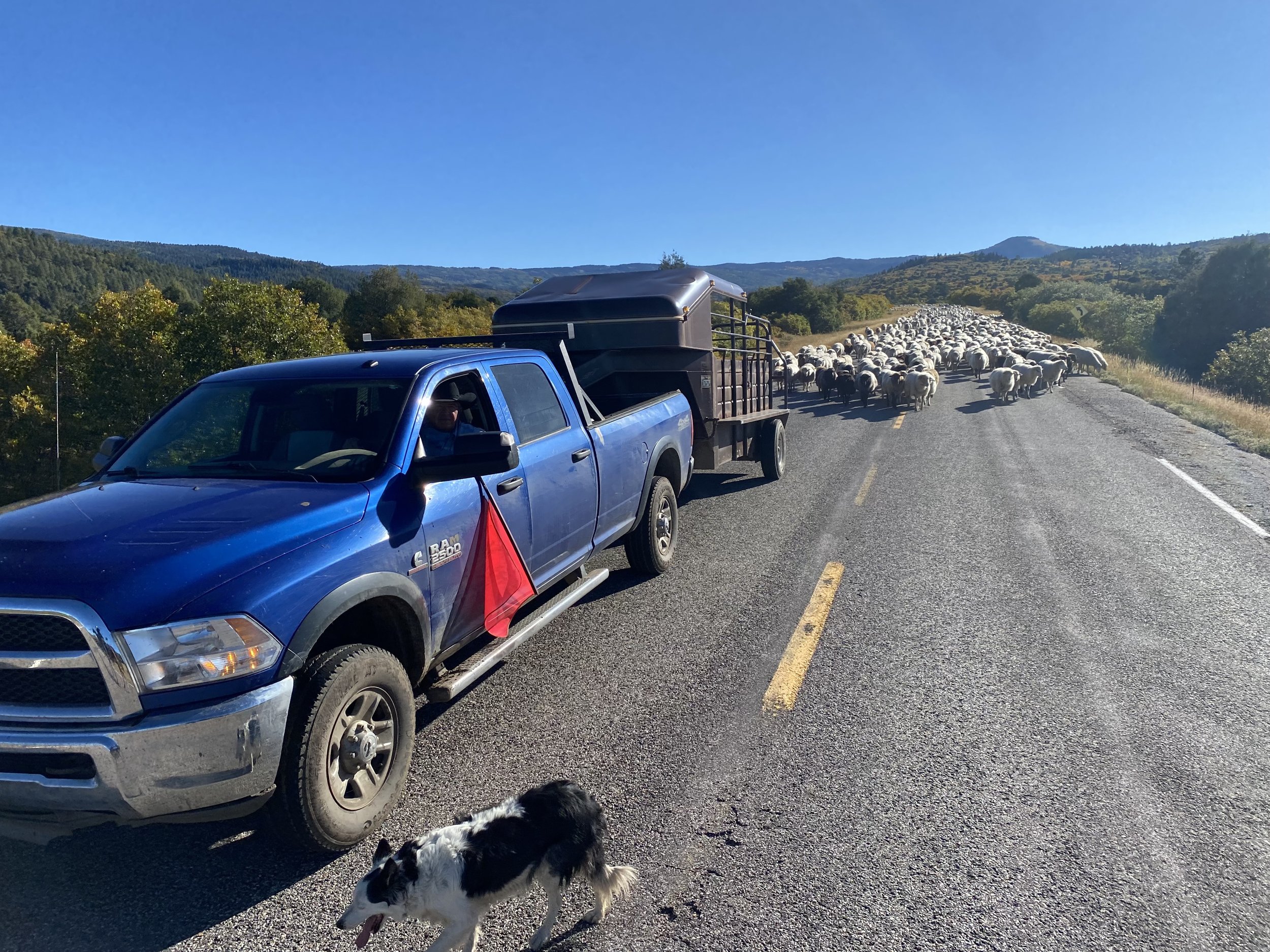 sheep on the road.jpg