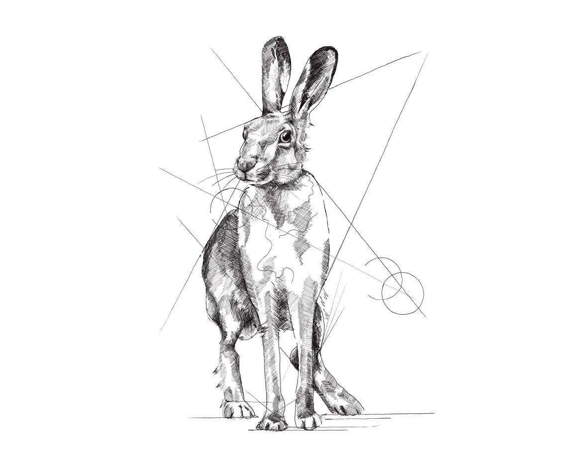 CCBNCSA The Native Collection HARE Drawing resized.jpg