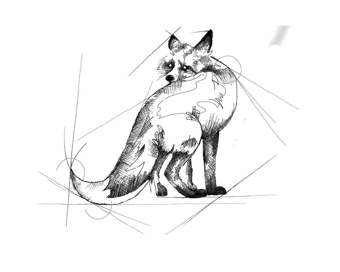 CCBNCSA The Native Collection FOX Drawing resized.jpg