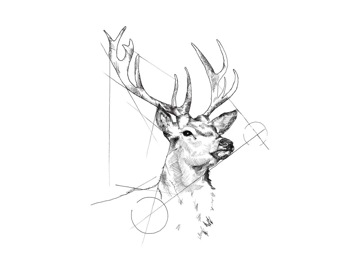 CCBNCSA The Native Collection STAG Drawing resized.jpg