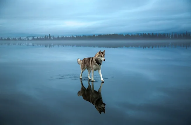 HuskyResize.jpg