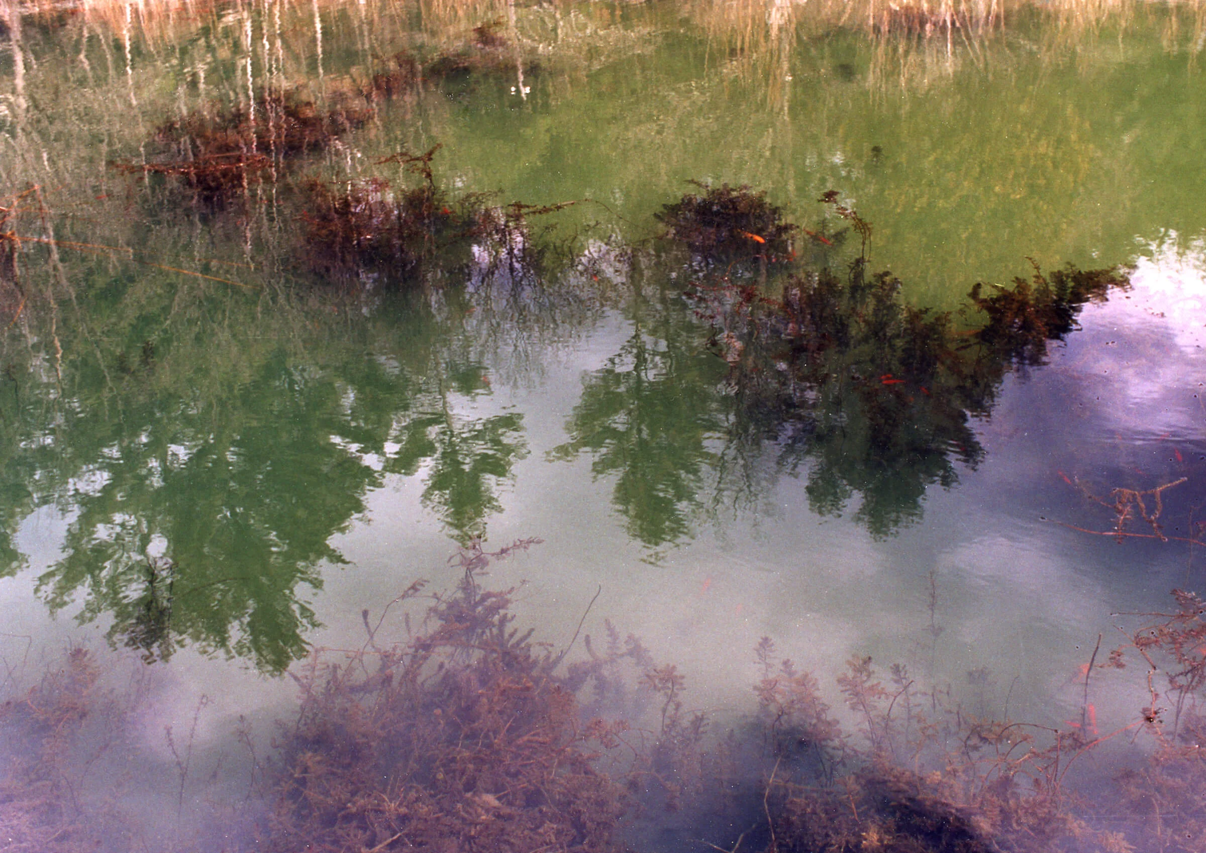 Fish pond-2.jpeg