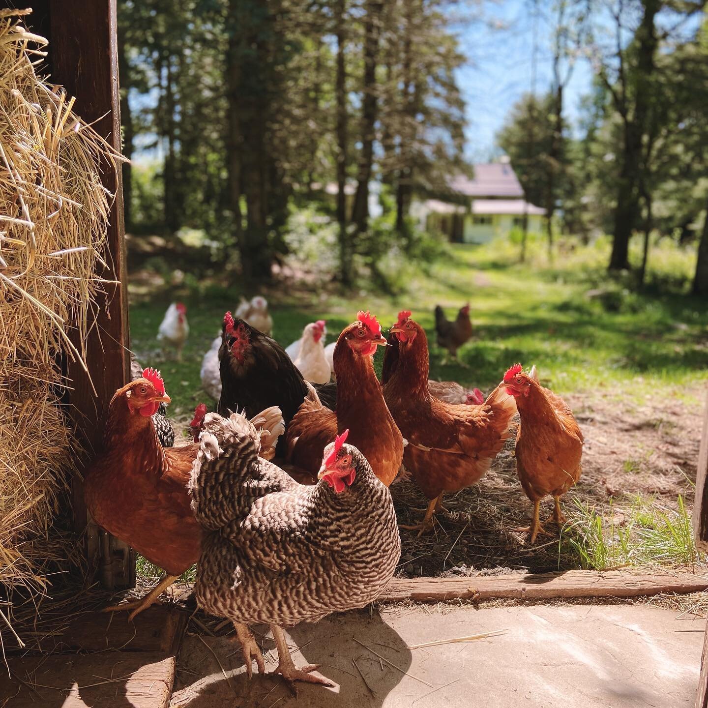 The chickens are always easy to grab great pictures of 😊 they have loved free ranging their summer away and have been great at producing eggs through the heat, though I know there are definitely secret nests somewhere I haven&rsquo;t found yet 🙈😆 