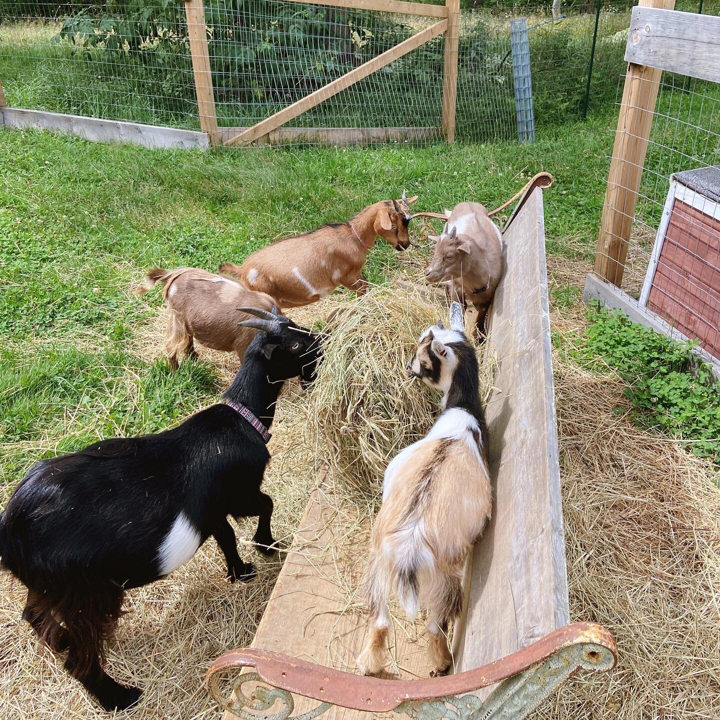 It&rsquo;s a new week #hellomonday 🌞🌱 I hope everyone has a great start ❤️ and remembers all the things you are grateful for&hellip;every day is a gift no matter the day ❤️#liveauthentic #nigeriandwarfgoats #dairygoats #rivermadefarmstead #thankful