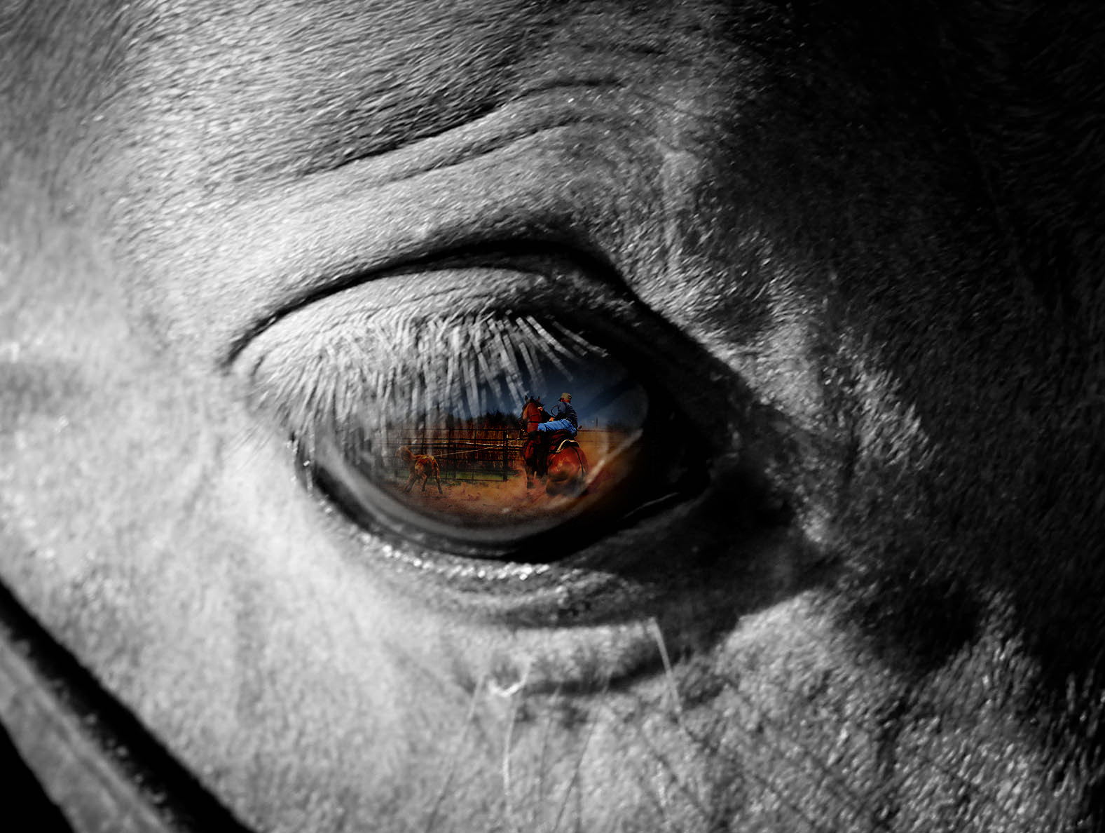 Blackwithcolor eye close up.jpg