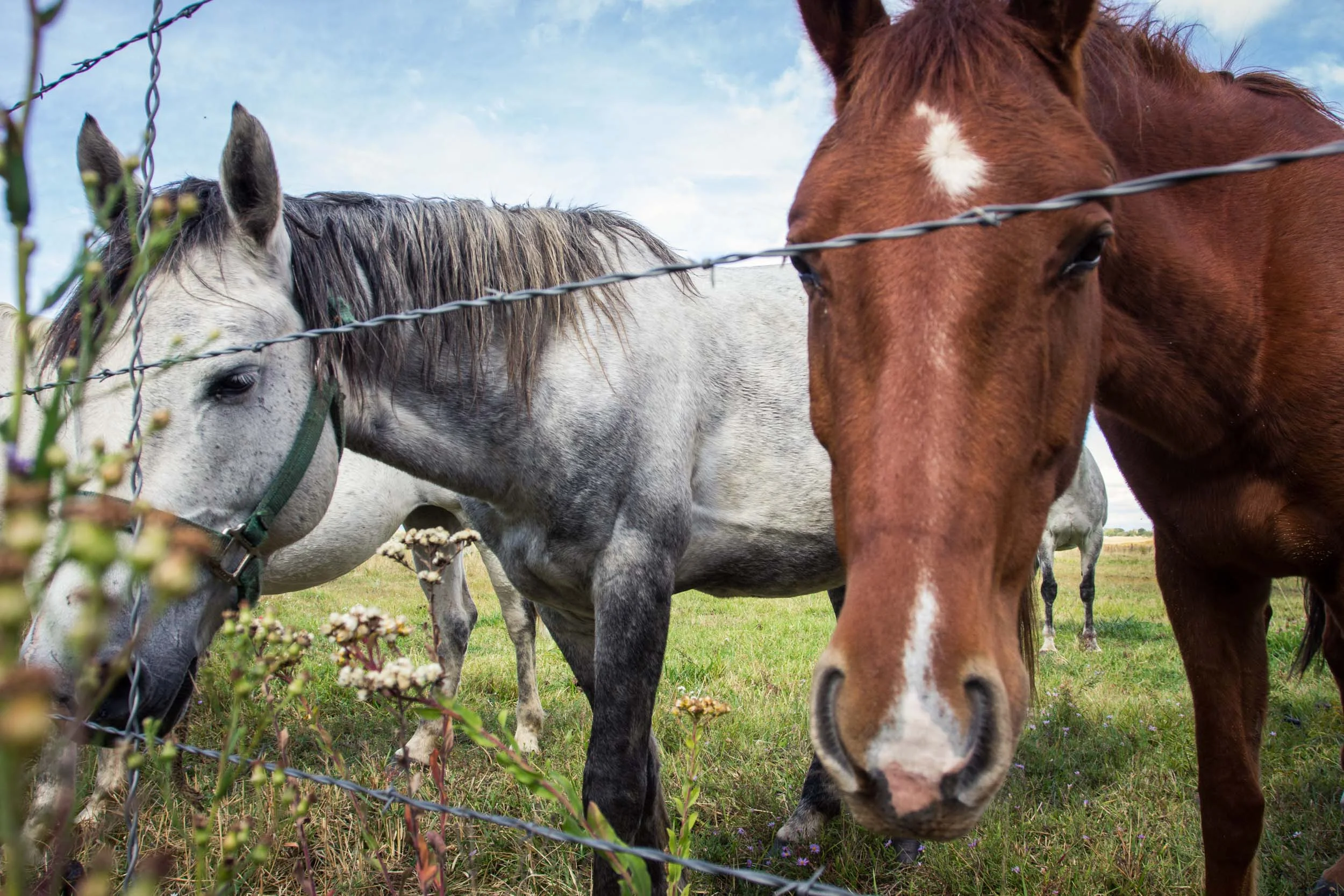 Horses_1.jpg