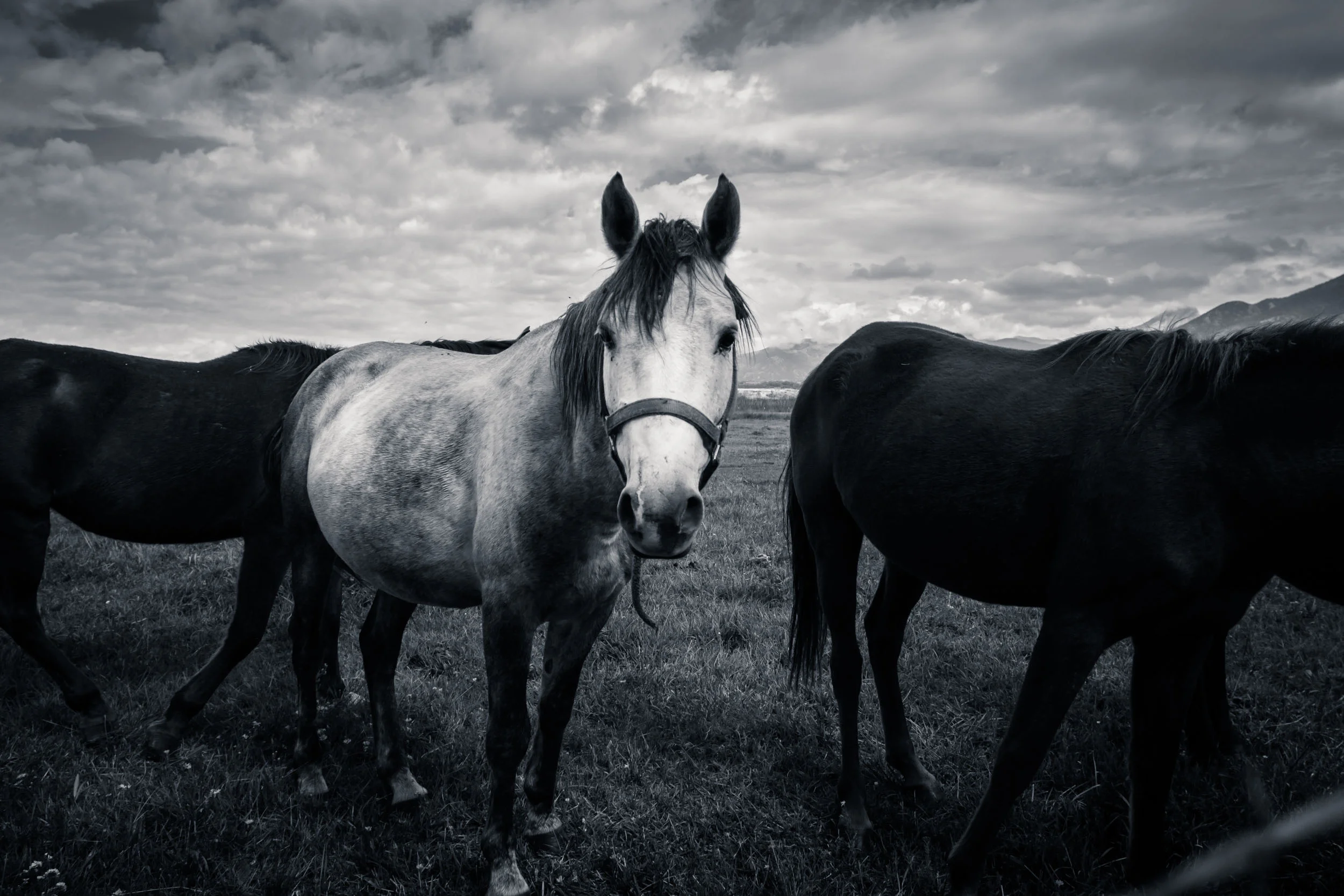 Horses.jpg