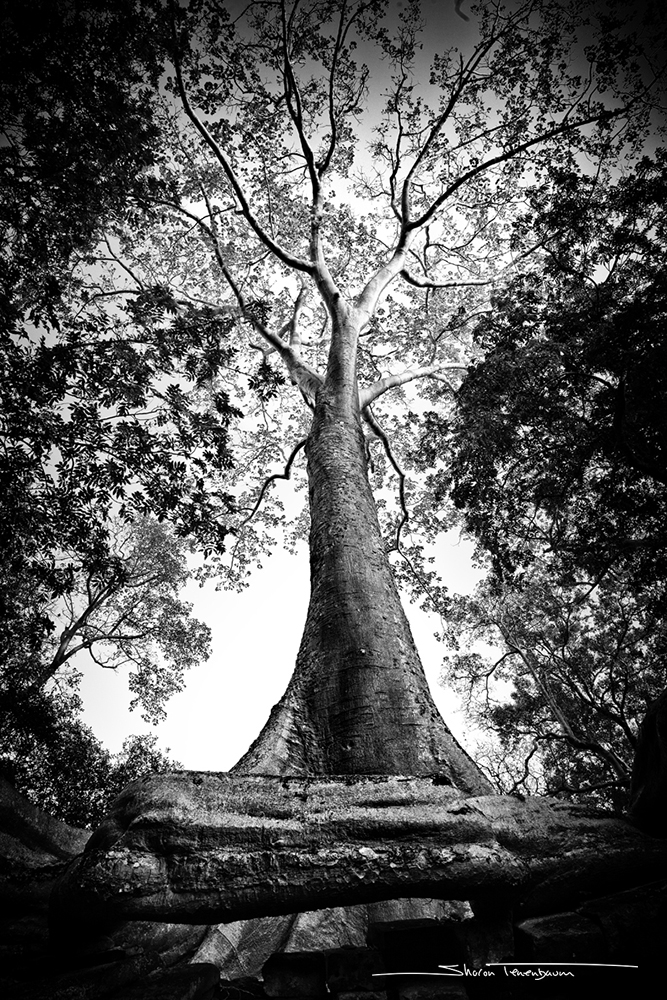 Cobra Tree