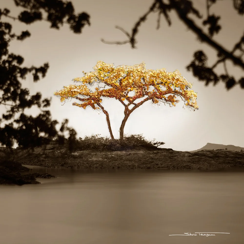 Galiano Tree Painted