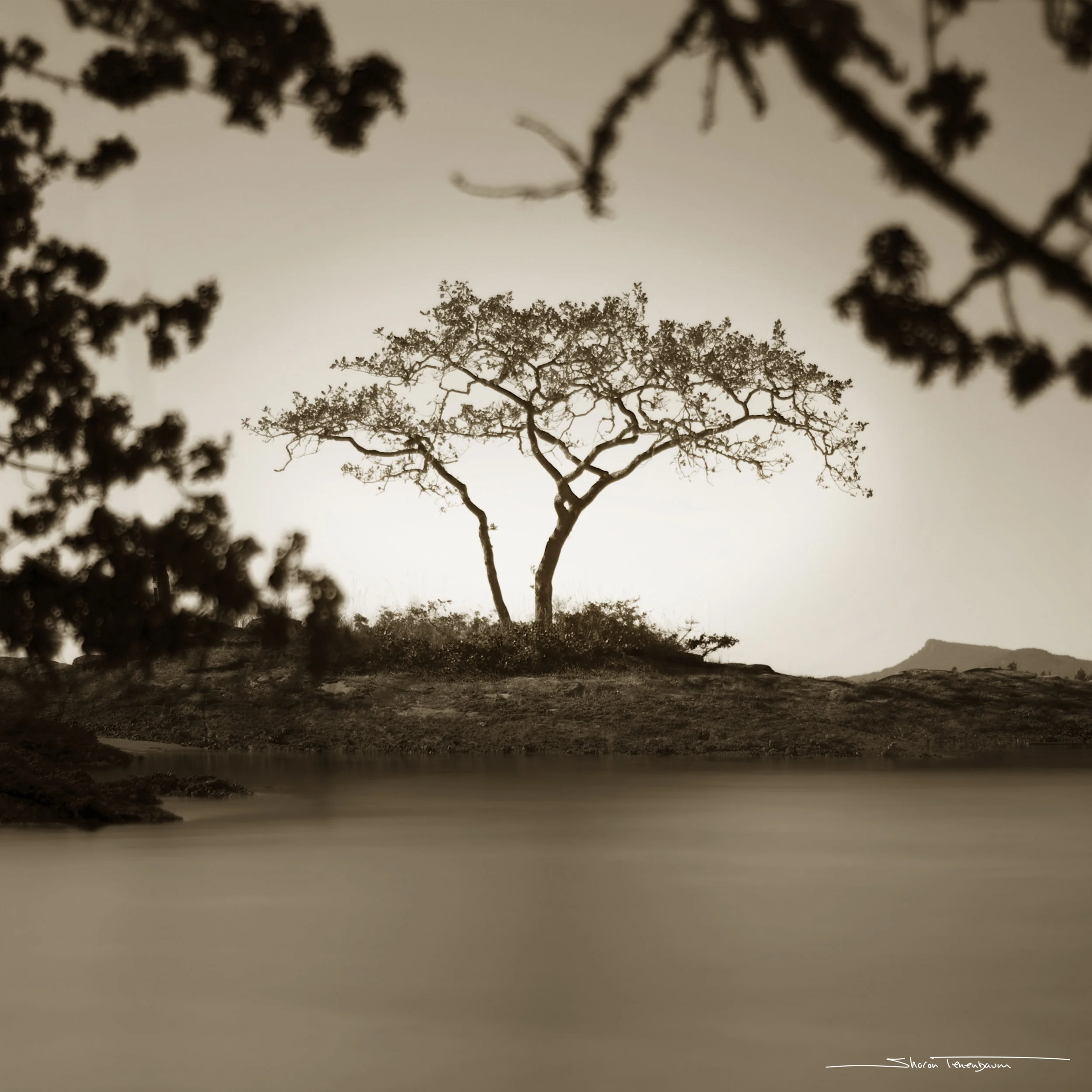 Galiano Tree - Original Image in Sepia Tone
