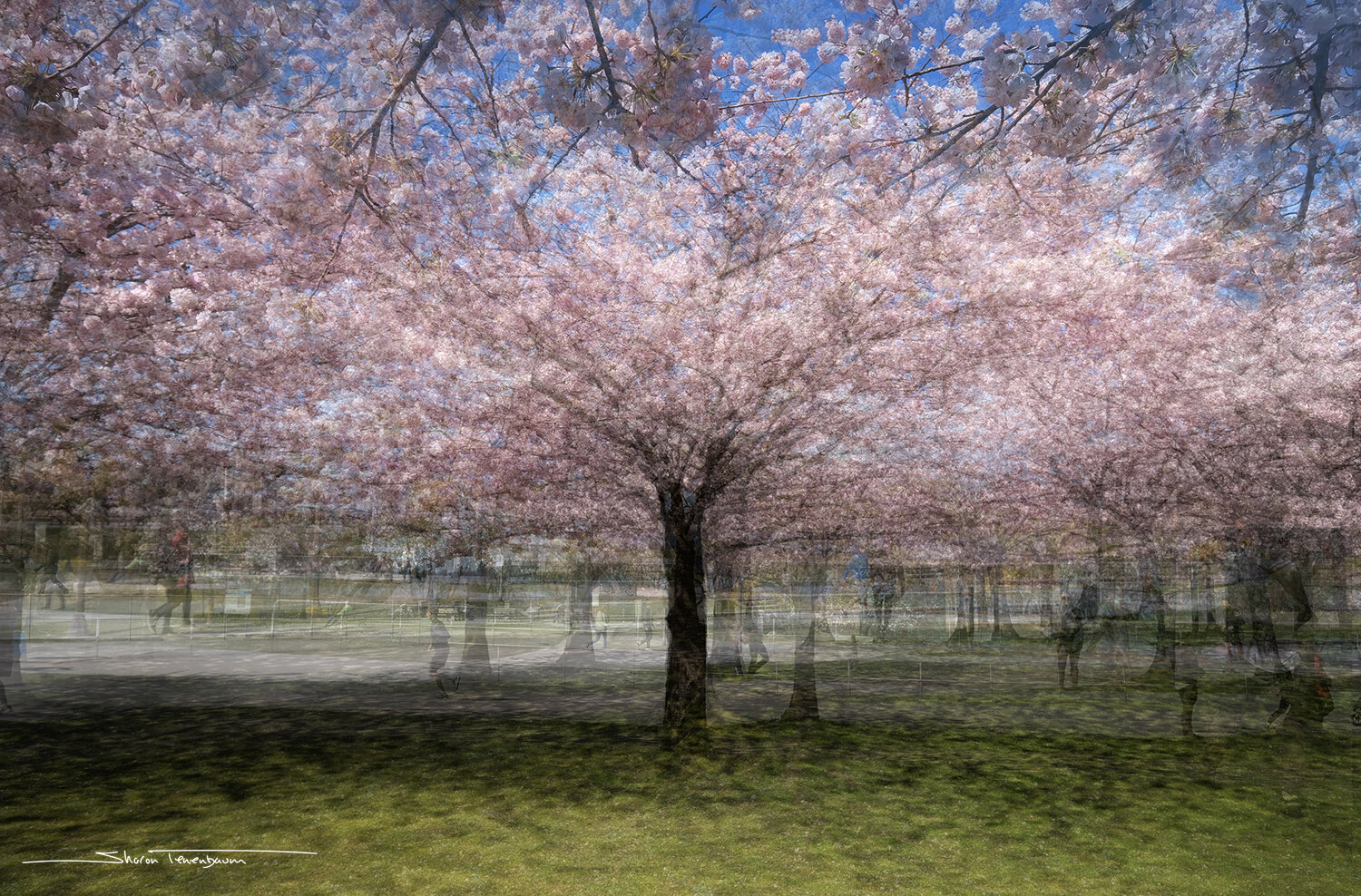Cherry Blossoms - Stacked Images