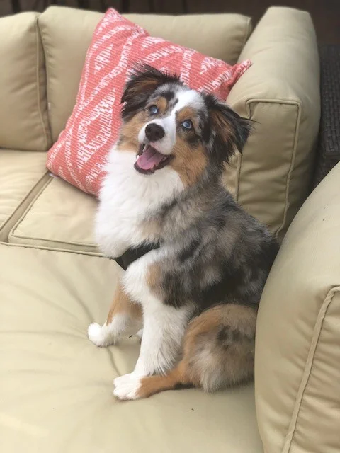 max on couch.jpg