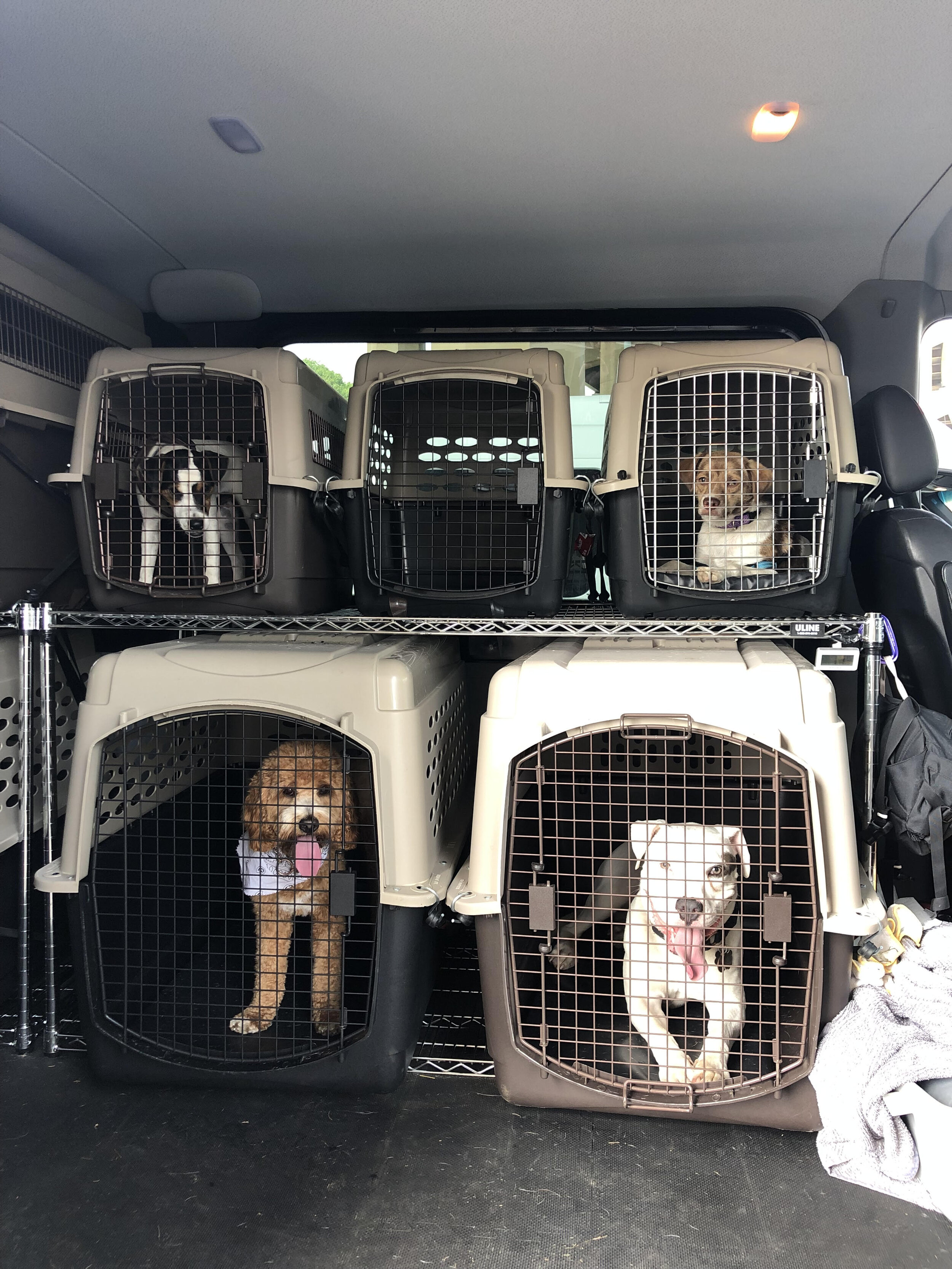 dogs in crates.jpg