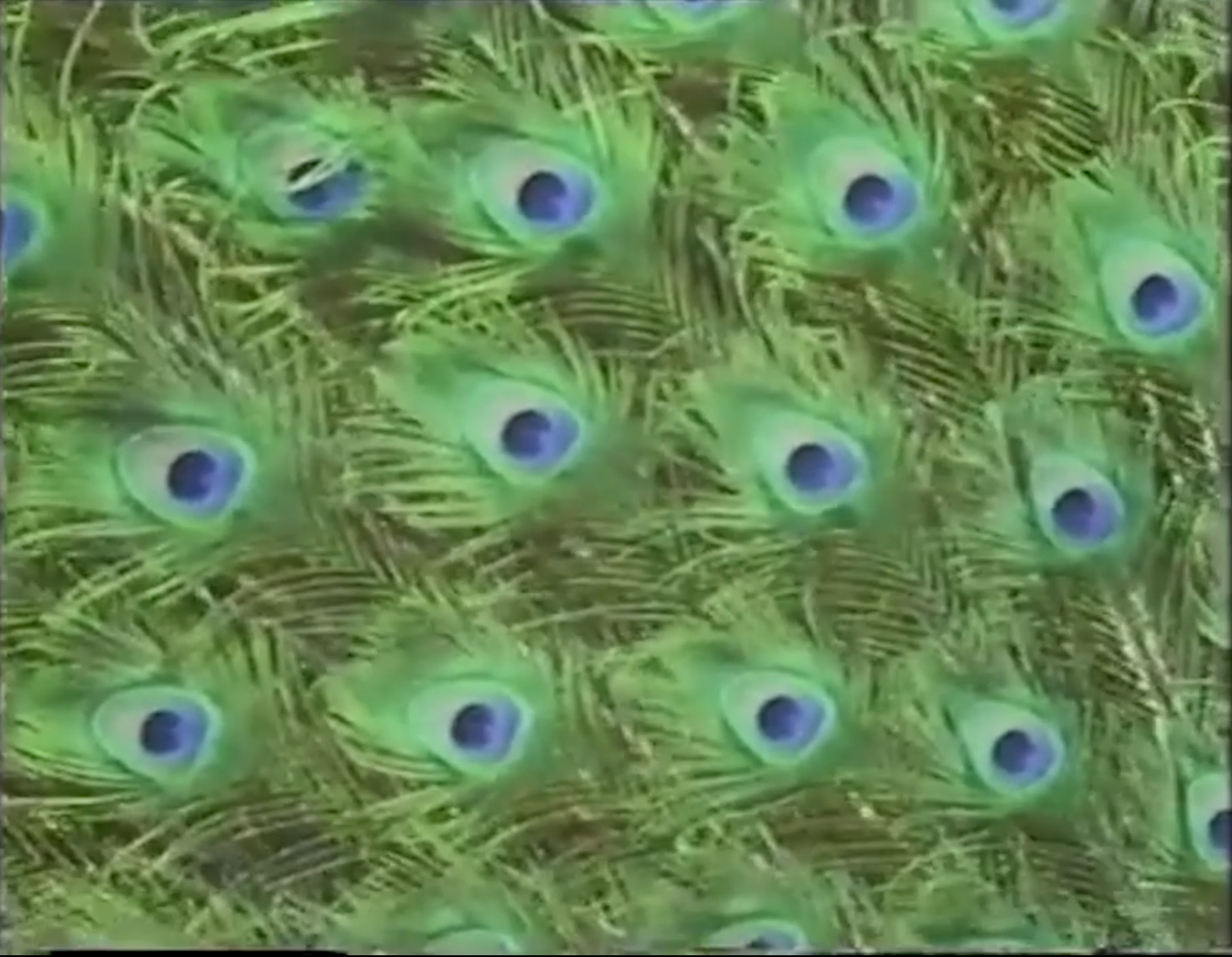Peacocks