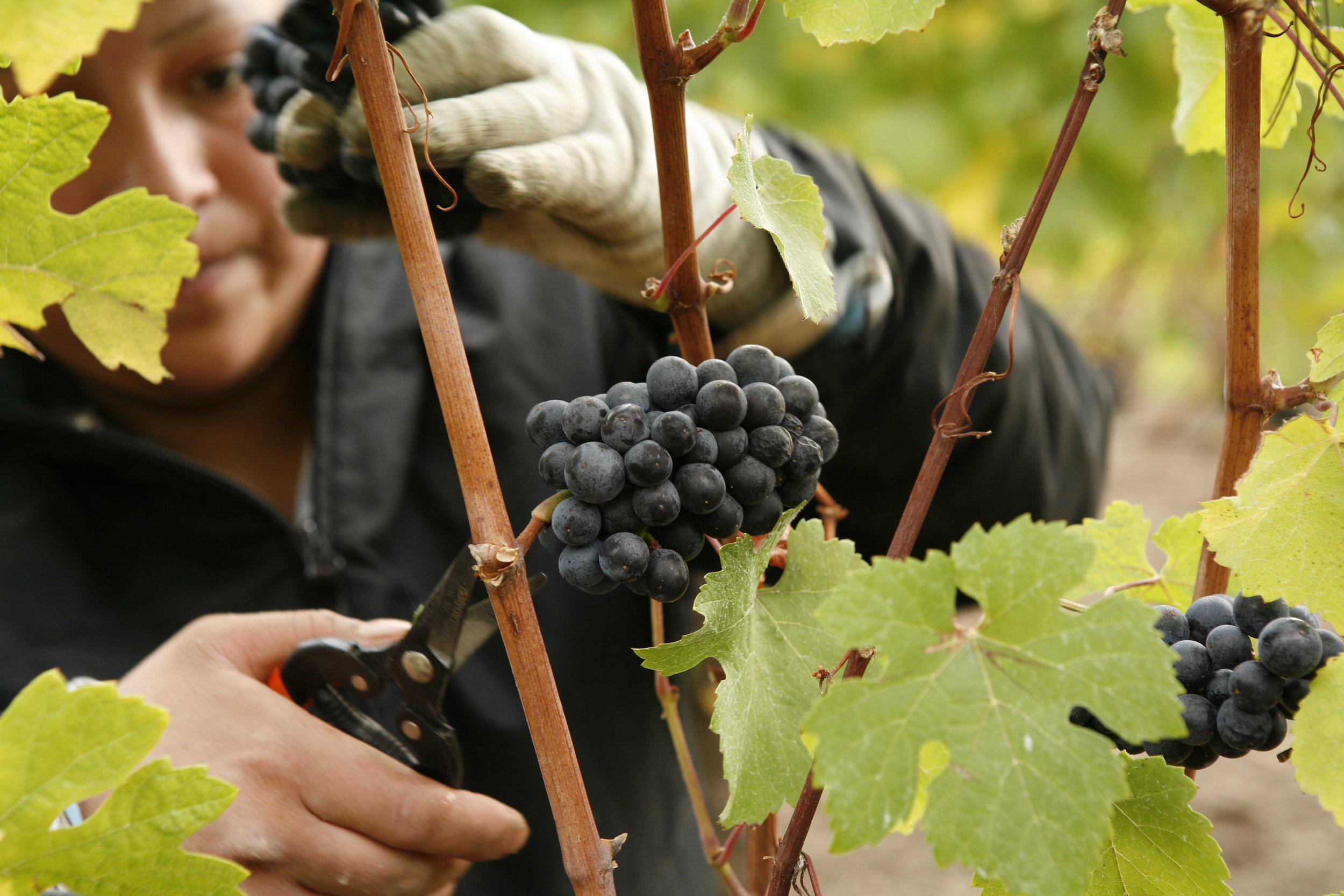 Grape Picking at Adelsheim