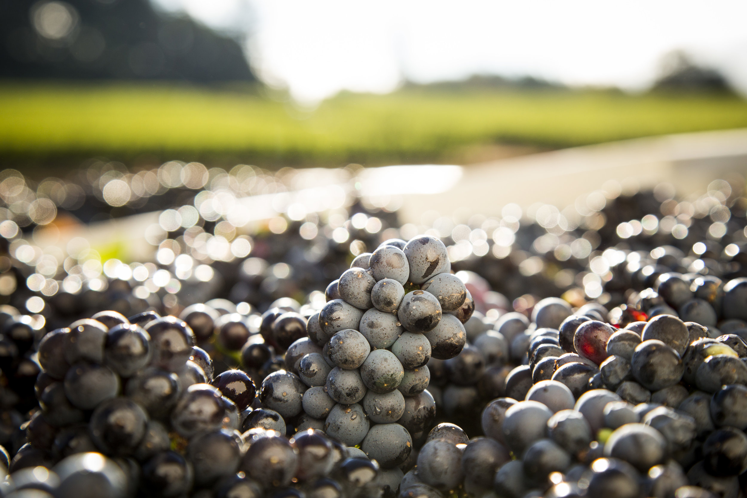 Adelsheim Grapes in Vineyard