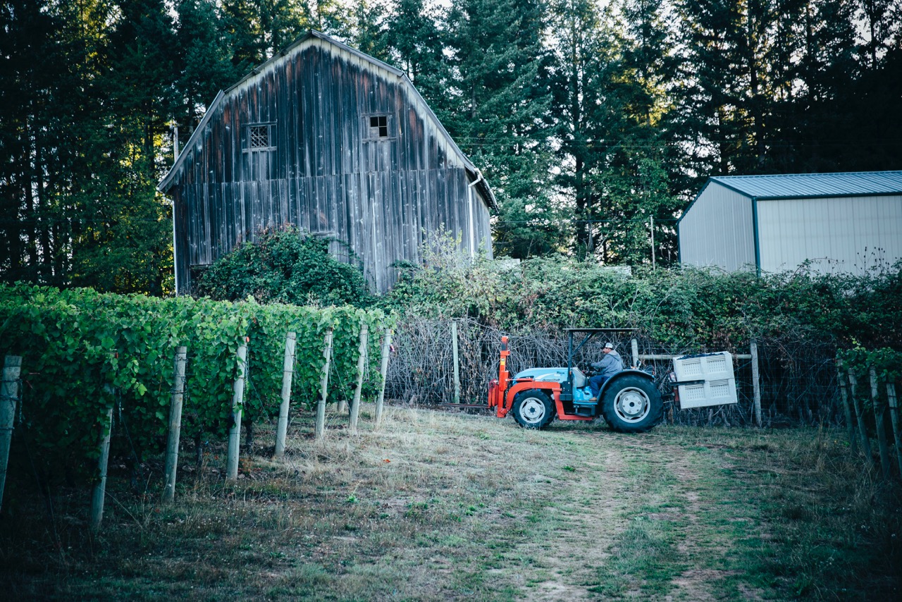 Tractor in Vineyard for Adelsheim Harvest