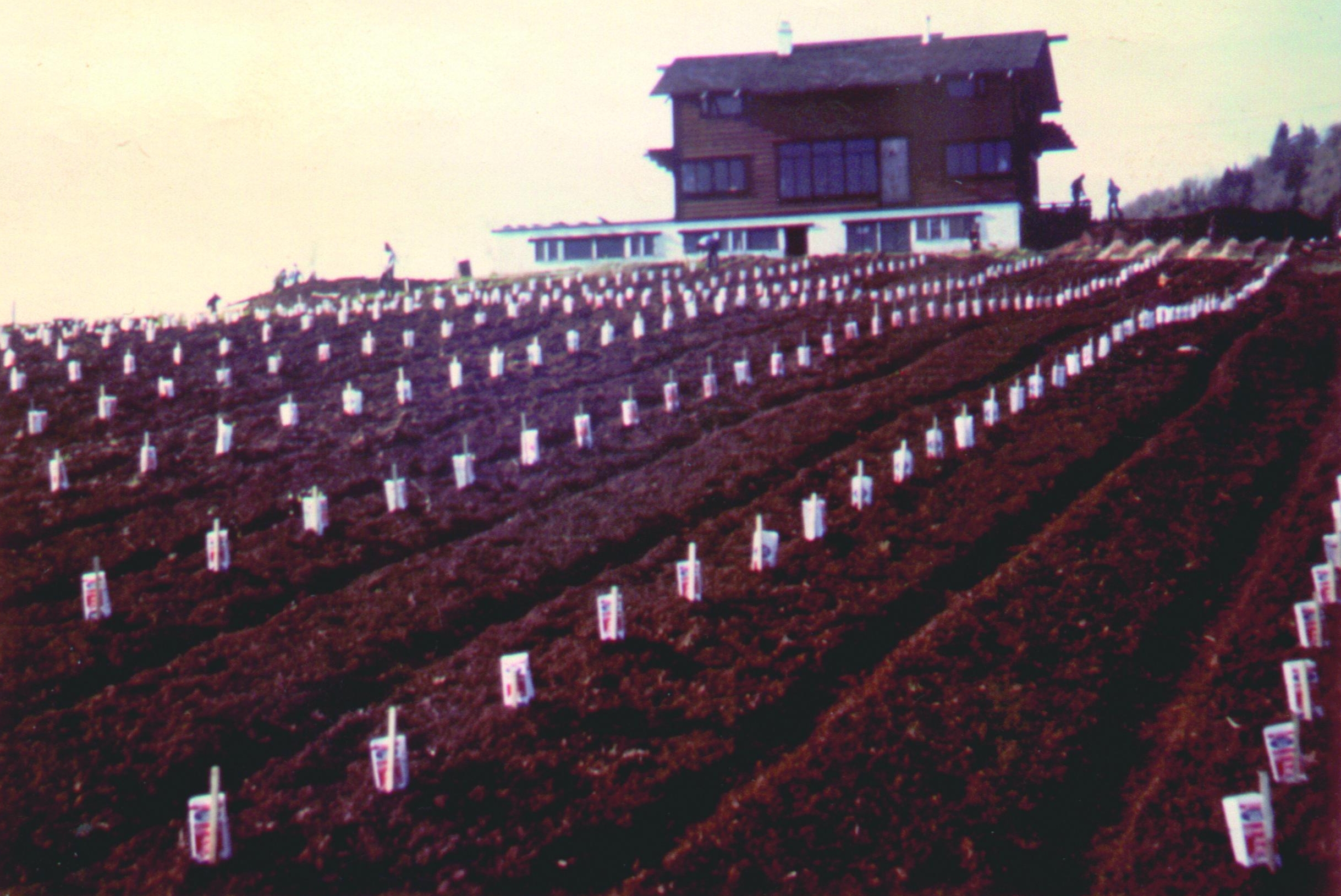 Vintage Photo of Fields in Adelsheim Vineyard