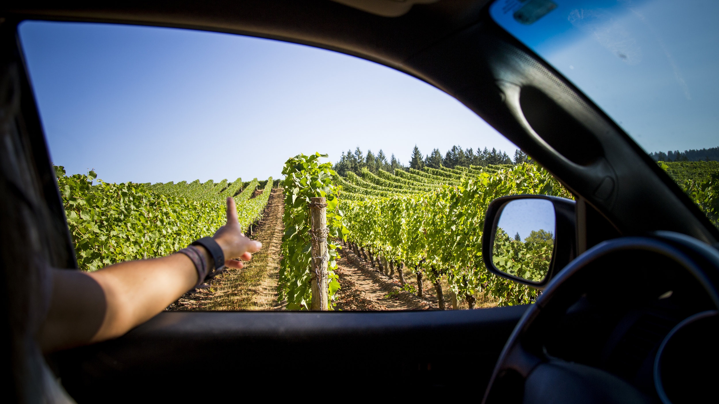 Arm Pointing at Vines Driving Through Adelsheim Vineyard