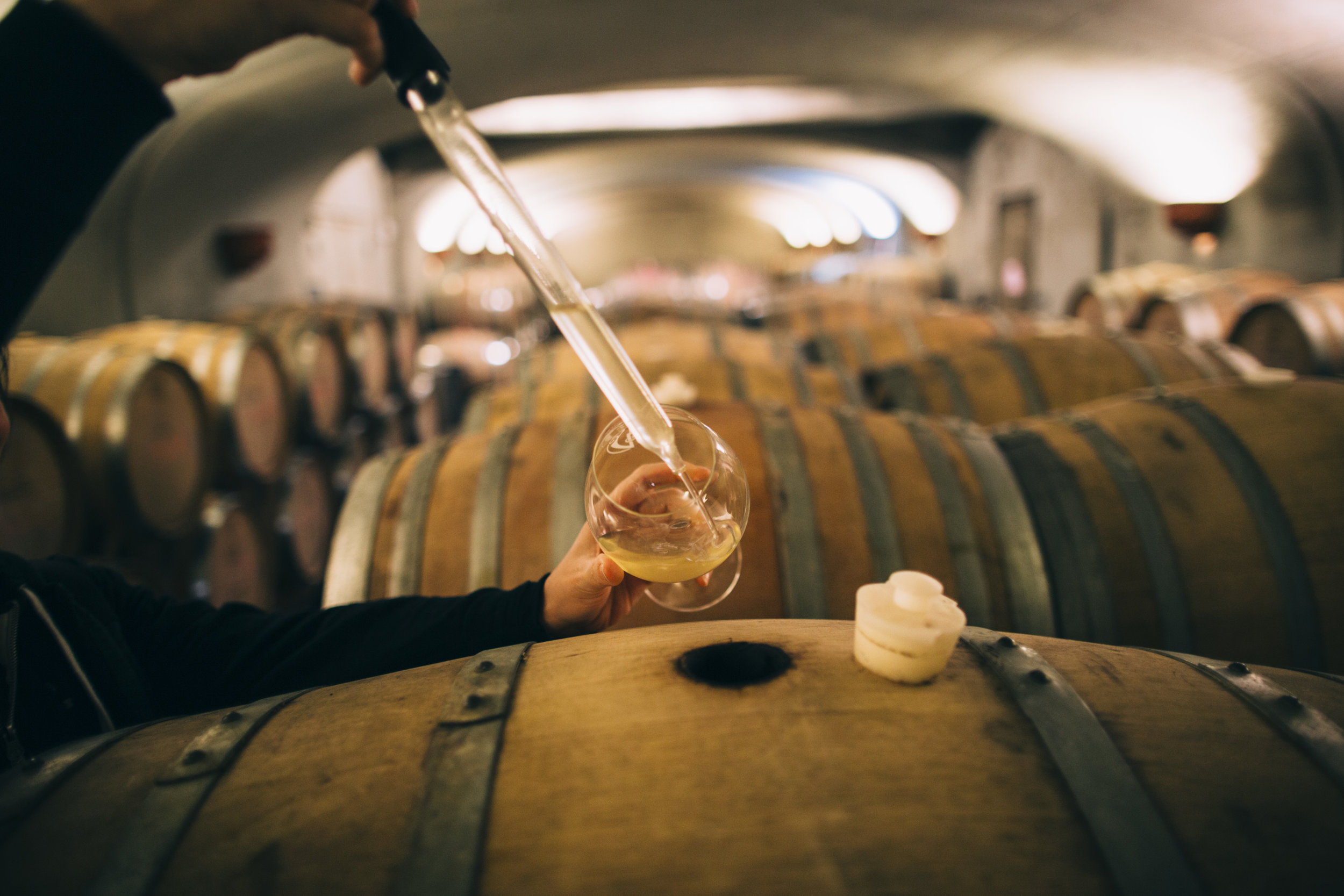 Winemaking and Testing from Wine Barrels at Adelsheim