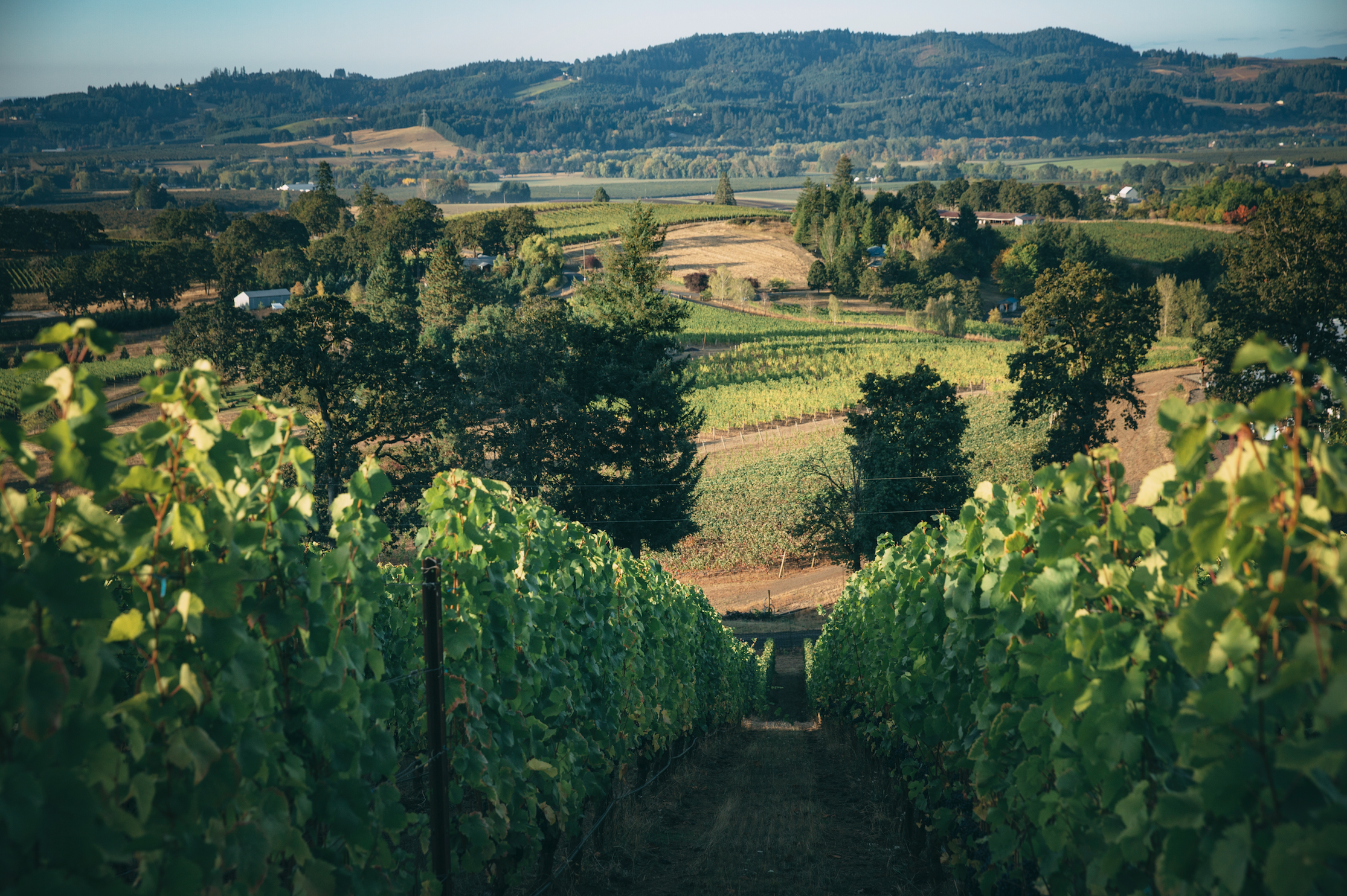Bryan_creek_vineyard_hike_chehalem_mountains.png