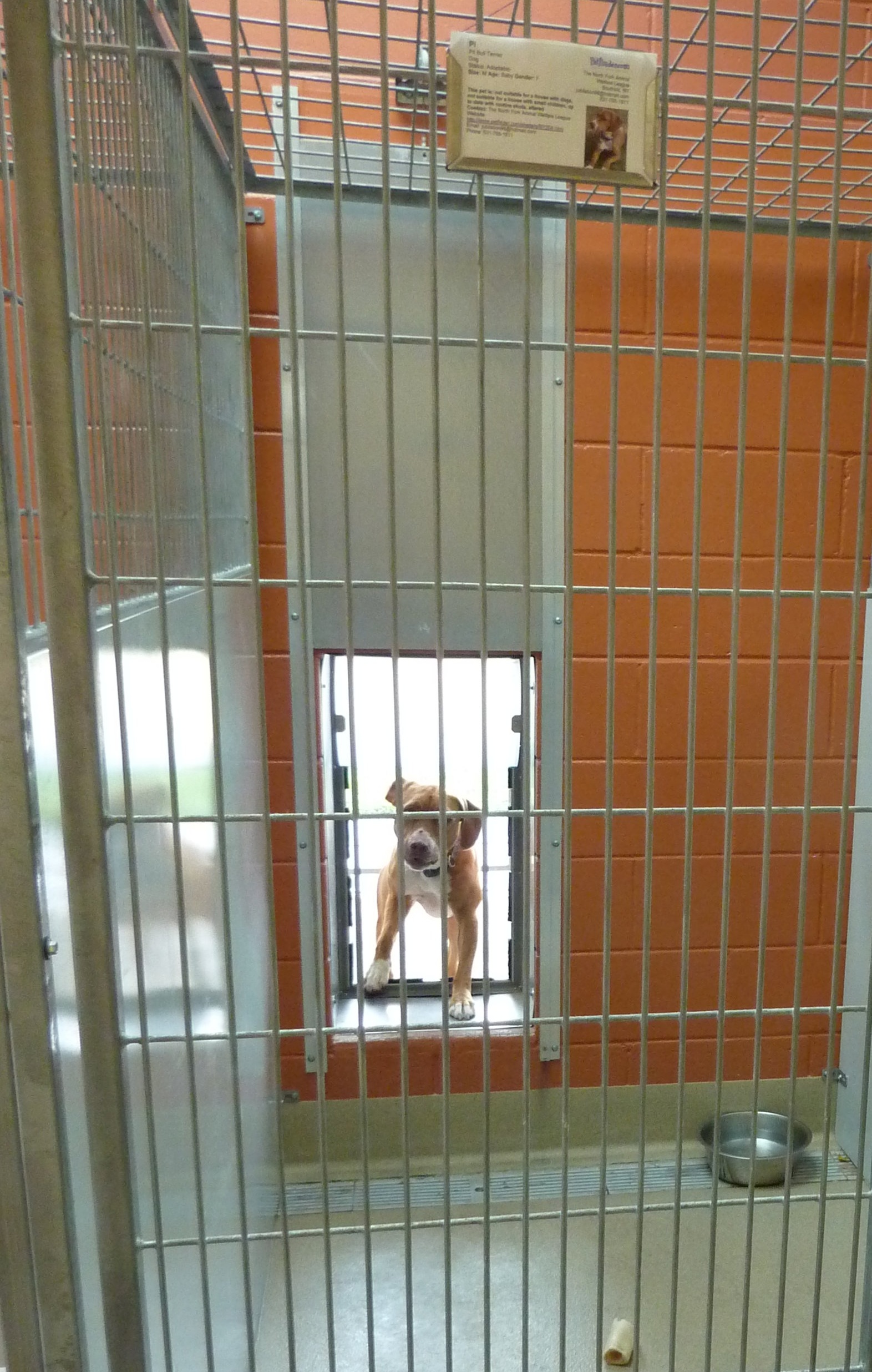  Freedom dog using his door  