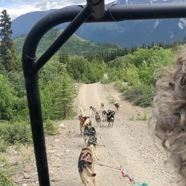 A year ago today I visited Skagway, AK and Yukon, BC and went dog sledding. What a difference a year makes.