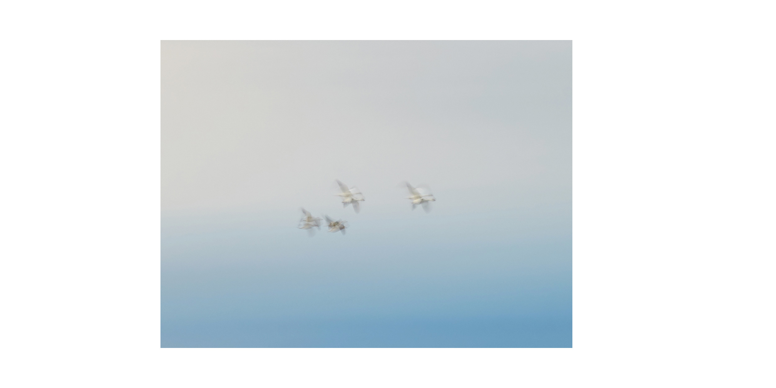  Snow Geese, King William Island 