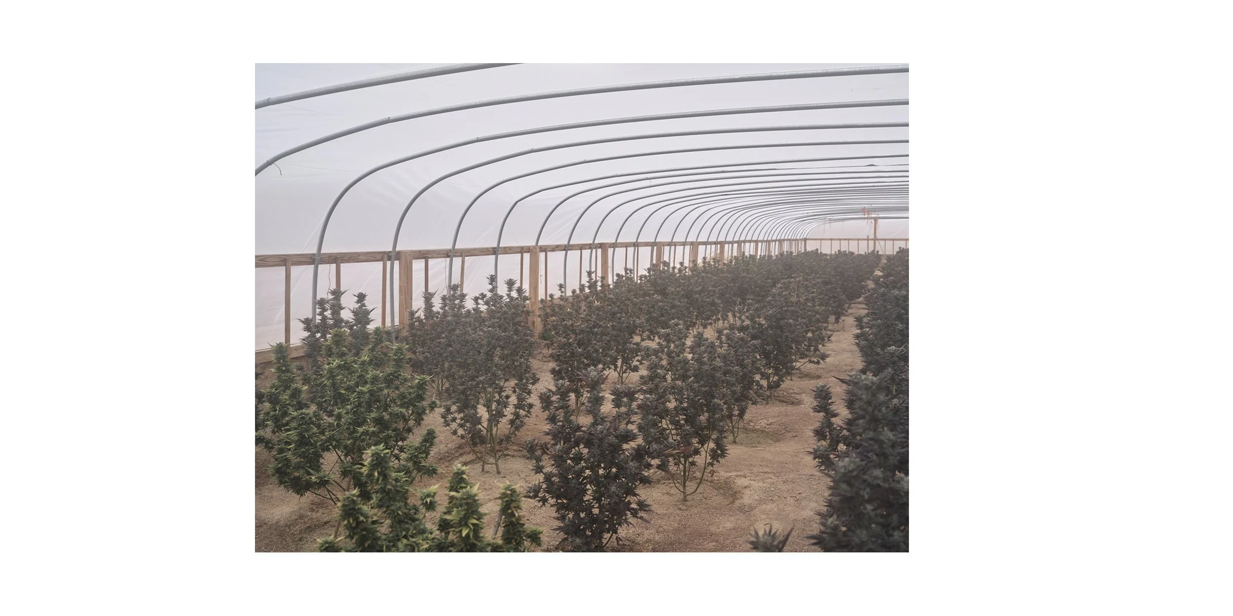 Illegal marijuana grow operations in California - NZZ