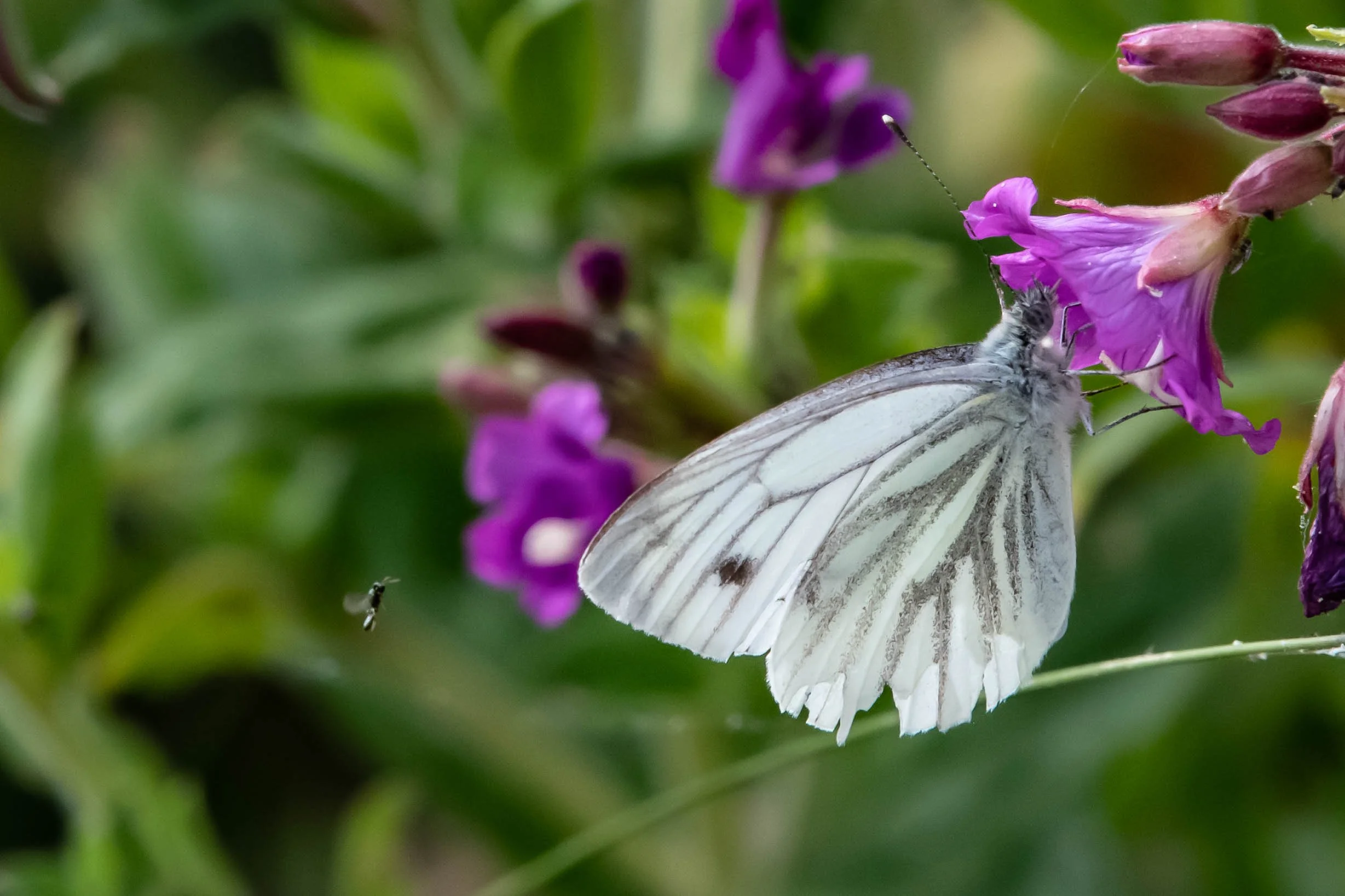DSC_6658.jpg