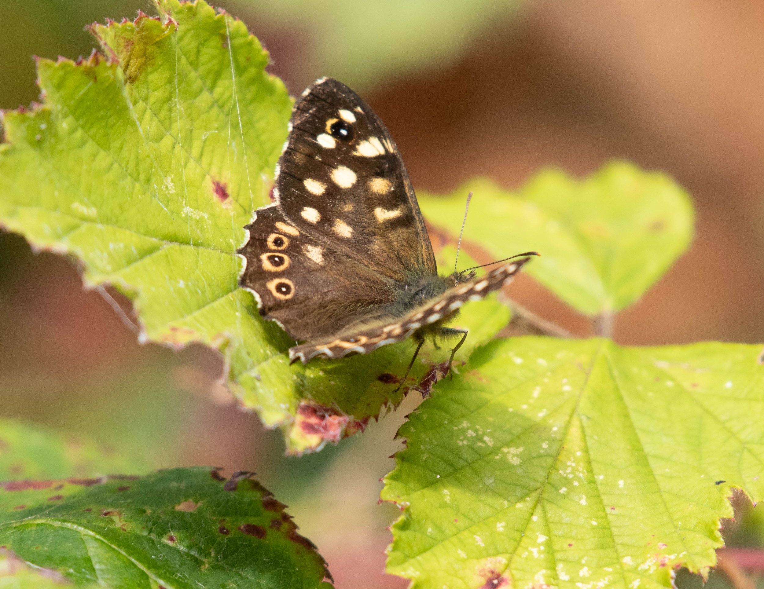 DSC_3684.jpg