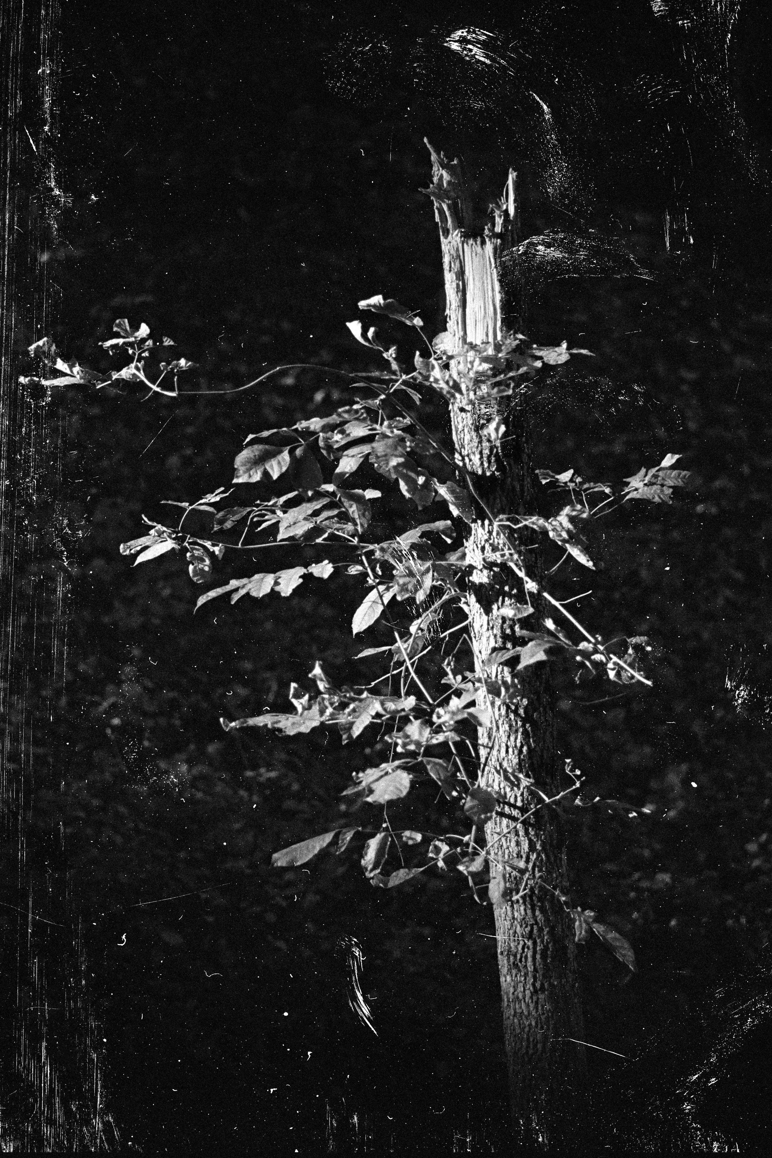 tree limb 1 001.jpg