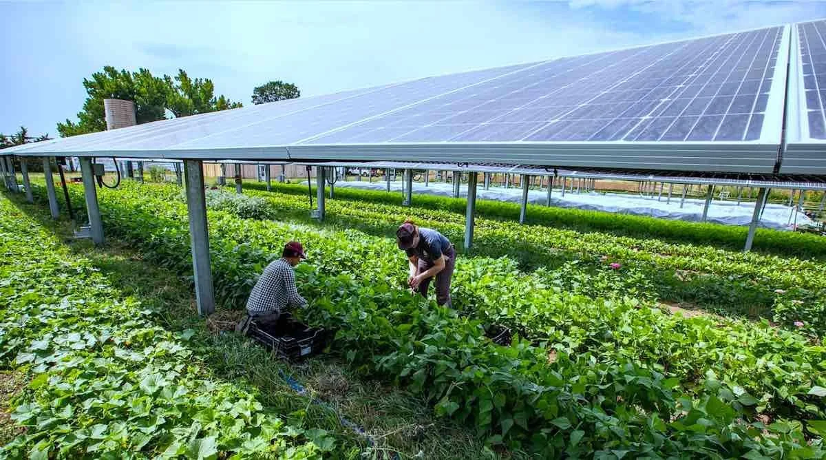 Solar Panels for Farms and Agriculture — Install a Solar Power System for  Your Farm Today! | PPM Solar