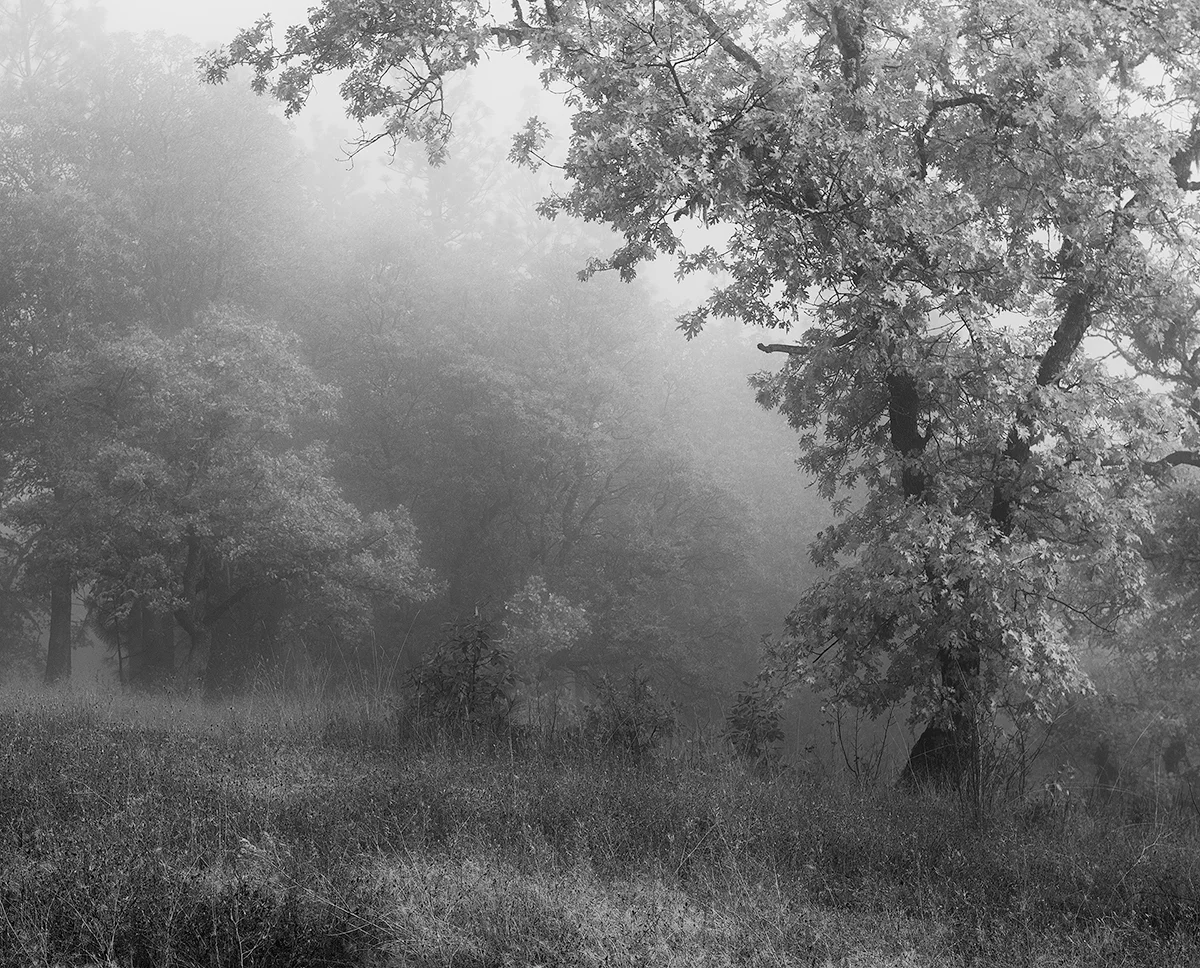 My Backyard 3.jpg