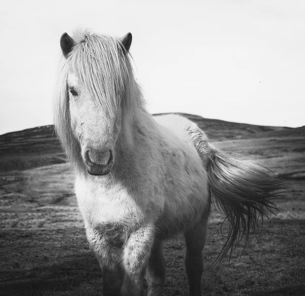 Icelandic Horse