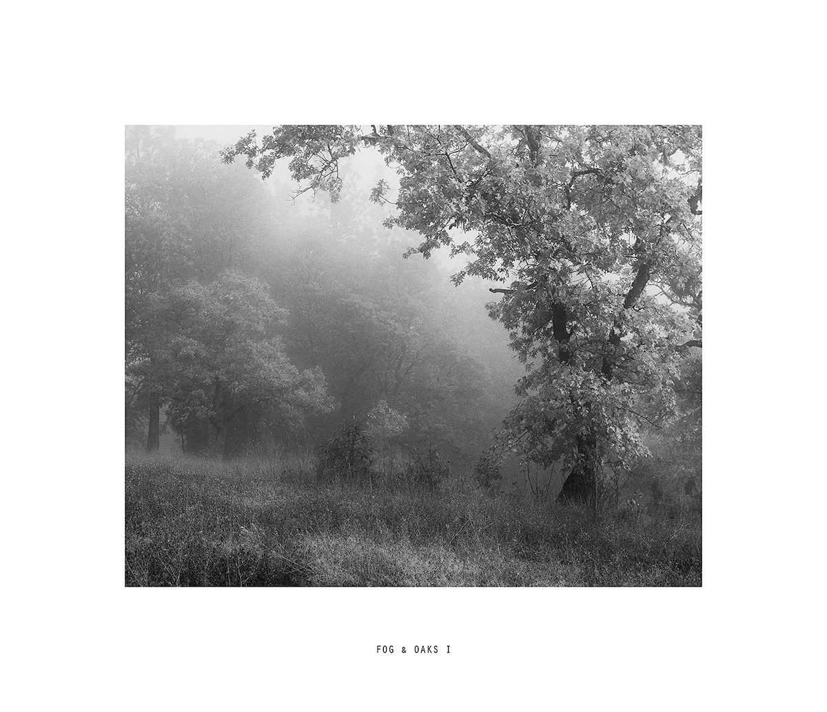 Fog & Oaks I.jpg