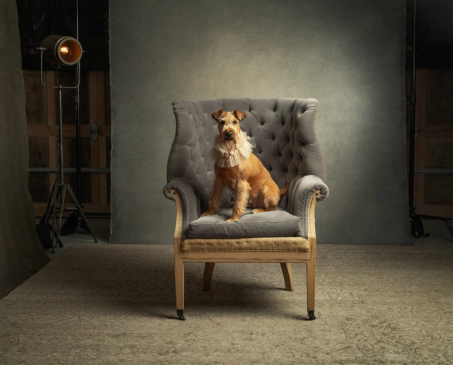 Irish Terrier 4.jpeg