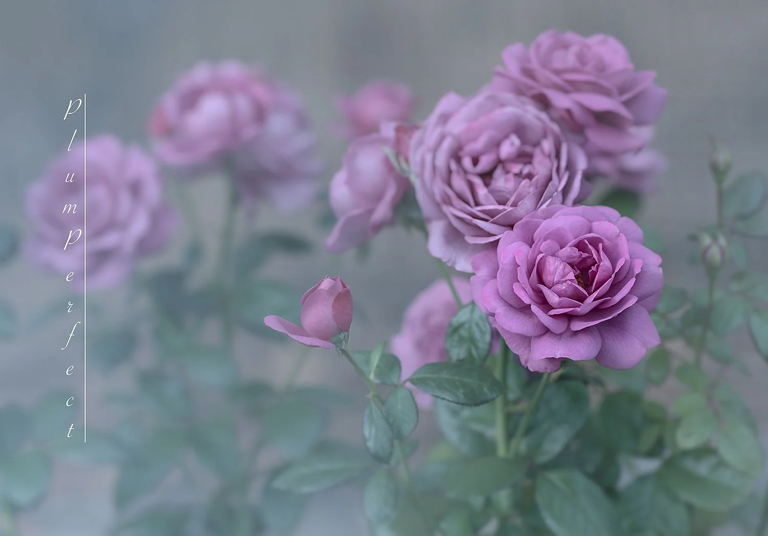 Plum Perfect 1c.jpg