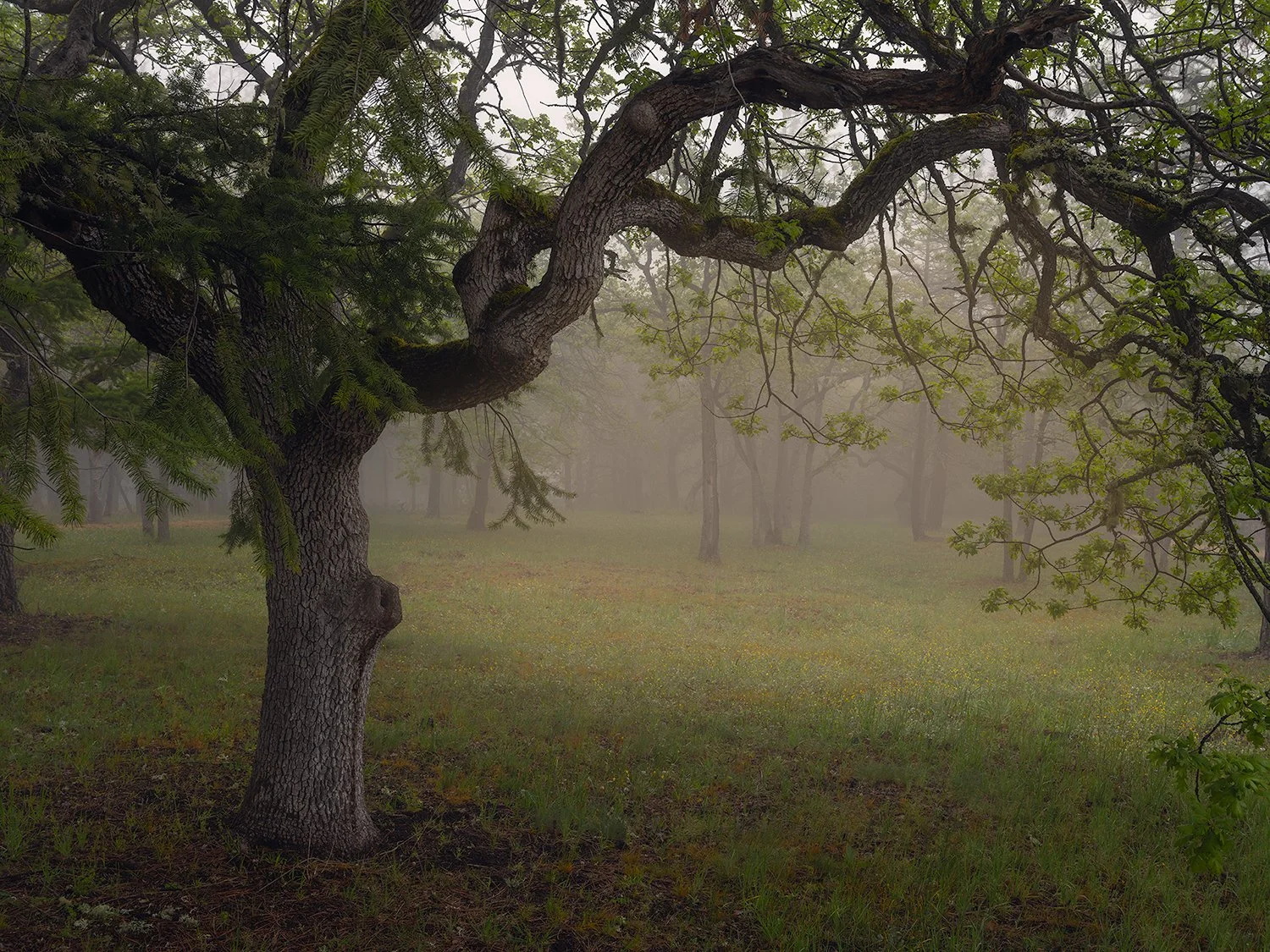 Tree 2.jpg